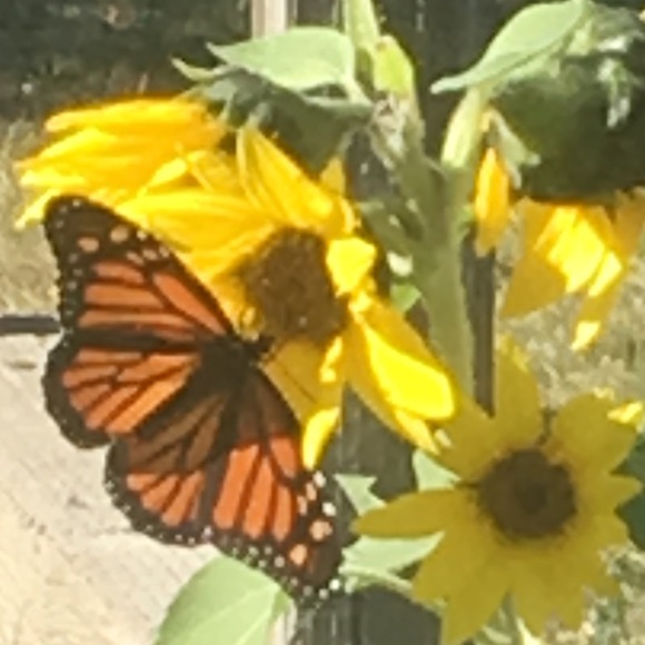 Meet your Posher, Kelly - Picture 1 of 1